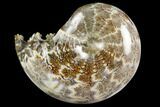 Polished, Agatized Ammonite (Phylloceras?) - Madagascar #149187-1